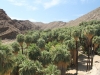 Palm Canyon 061.JPG