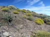 PCT West of Grassy Hollow 020