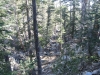 San Jacinto Peak 021.JPG