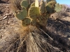 South Kaibab Trail 0109