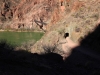 South Kaibab Trail 0154