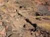 South Kaibab Trail 0166