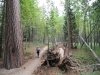 Sunrise to Merced Lake 094