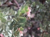 The Pinnacles 010.JPG