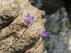 The Pinnacles 012.JPG