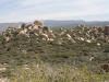 The Pinnacles 039.JPG