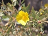 The Pinnacles 059.JPG