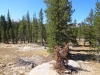 Tuolumne Meadows to Glen Aulin 2x 0047