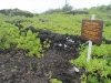 waianapanapa-state-park-039