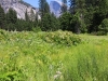 Yosemite Village 005